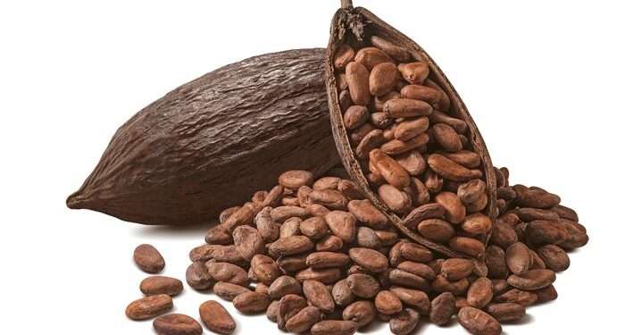 Smuggling of Cocoa Advances To The National Capital, COCOBOD Intercepts 1500 Bags Being Smuggled 1 Cocoa smuggled out of Ghana on the rampancy