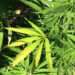 marijuana from marijuana farm