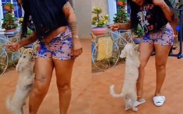 Afia Schwarzenegger Names Her Dog After Mzbel, Mocks Her In Video 1 Ghanaian comedienne and socialite, Afia Schwarzenegger
