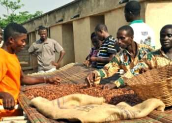 Cocoa Gold Rush, Farmers’ Empty Pockets: 2025 Cocoa Barometer Exposes Grim Reality Behind Record Prices