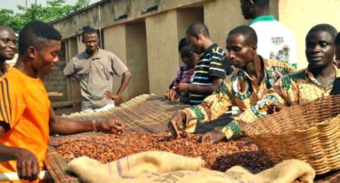 Cocoa Gold Rush, Farmers’ Empty Pockets: 2025 Cocoa Barometer Exposes Grim Reality Behind Record Prices