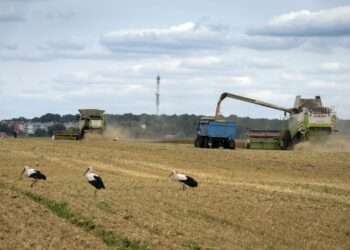 Climate and violence Impedes Nigeria’s push to rely on its own wheat after the hit from Russia’s war.