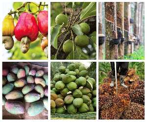 Government of Ghana Secures $200 million Funding from the World Bank to Advance Tree Crop Sector 2 Government of Ghana Secures $200 million Funding from the World Bank to Advance Tree Crop Sector