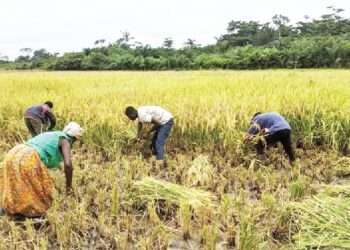 Actors in the Rice Value Chain Call for Investment in Rice Research