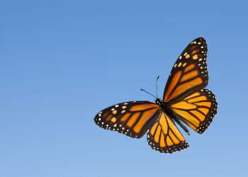 Monarch Butterfly.