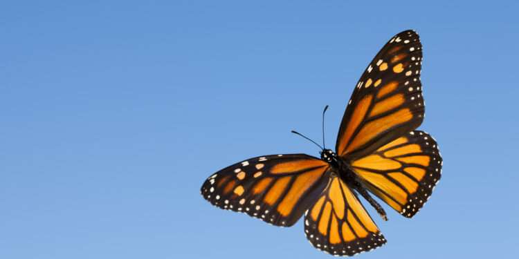 Monarch Butterfly.