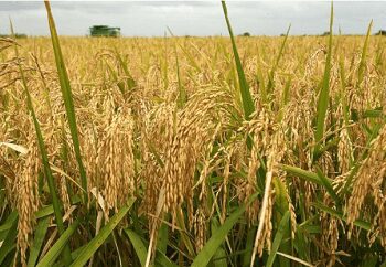 Ghana Could Match Vietnam’s Rice Exports – IFS Pushes for Creation of Rice Development Board
