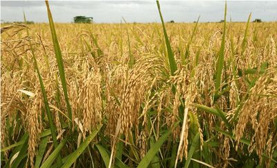 Ghana Could Match Vietnam’s Rice Exports – IFS Pushes for Creation of Rice Development Board