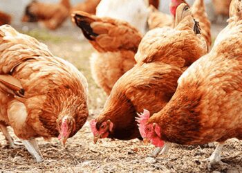 Poultry Farmers Urge Government to Develop Clear Policy for Industry Sustainability