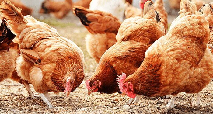 Poultry Farmers Urge Government to Develop Clear Policy for Industry Sustainability