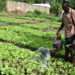 MTN Foundation Bets on Technology Driven Agriculture to Cut Ghana’s $2bn Food Import Bill