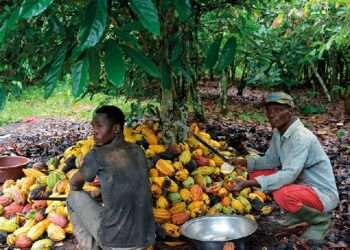 Cocoa farmers harvesting cocoa beans