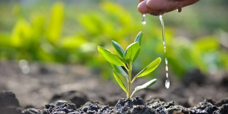 Afforestation