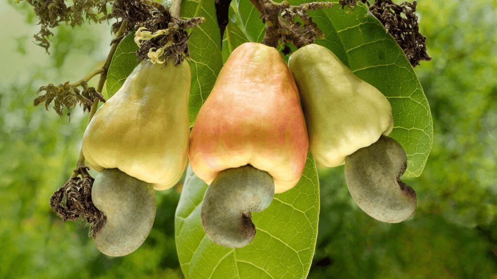 cashewapple 1