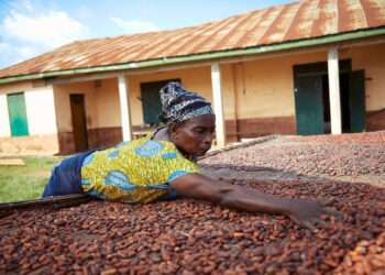 A cocoa farmer drying cocoa beans in rural Ghana
