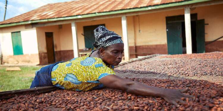 A cocoa farmer drying cocoa beans in rural Ghana