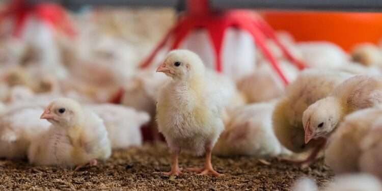 Poultry farming