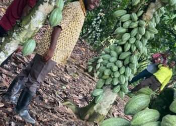 COCOBOD CEO Advocates for Modern Farming Practices to Boost Cocoa Production in Ghana