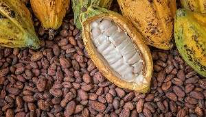 Ghana, Côte d’Ivoire Face Harsh EU Warning: Fix Cocoa Sector or Lose Global Market Power