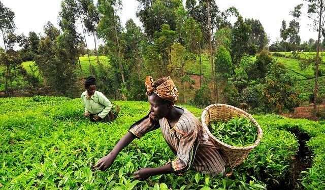 Ghana’s Economic Recovery Strengthens, But Agriculture ‘Sluggishness’ Worries Analysts
