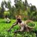 Ghana’s Economic Recovery Strengthens, But Agriculture ‘Sluggishness’ Worries Analysts