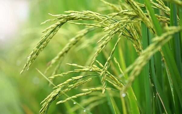 CSIR-SARI Introduces Innovative ISFM Technologies to Boost Rice Yields