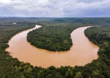 Galamsey Forest 1