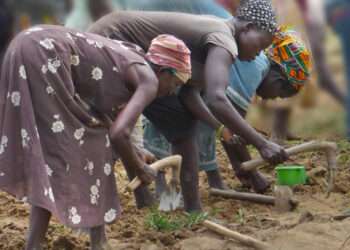 women working in a field in the Bolgatanga area.