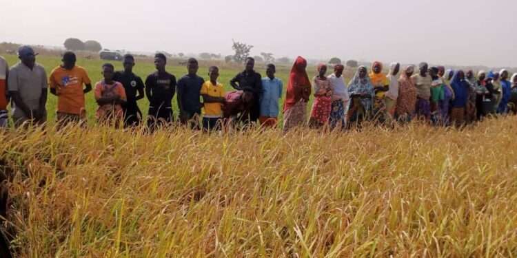CSIR-SARI Unveils Climate-Resilient, High-Yielding Rice Varieties to Boost Ghana’s Agriculture