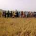 CSIR-SARI Unveils Climate-Resilient, High-Yielding Rice Varieties to Boost Ghana’s Agriculture