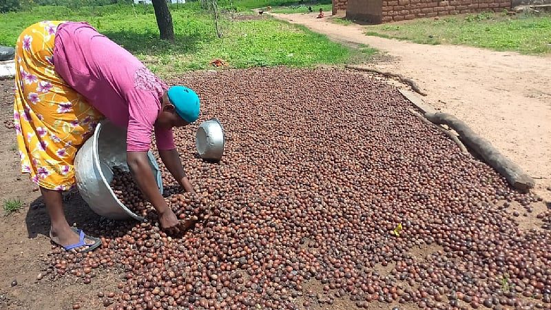 Sheanut production