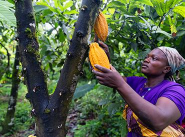 Cocoa farmer