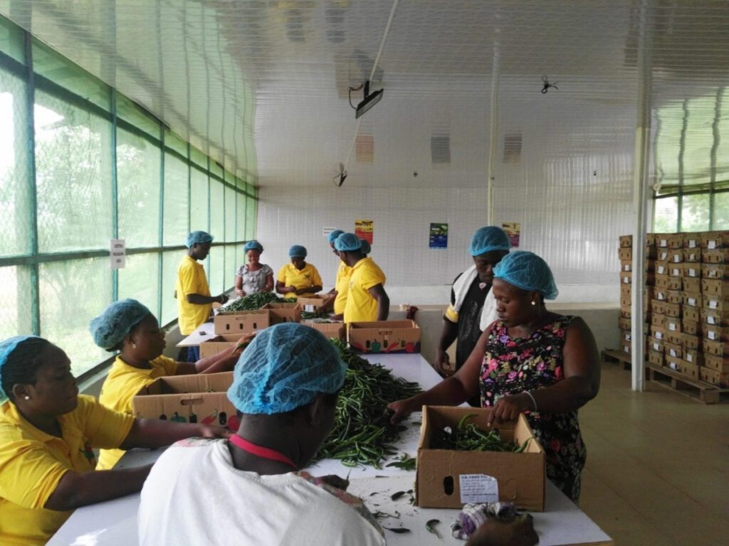 Vegetable Export from Ghana