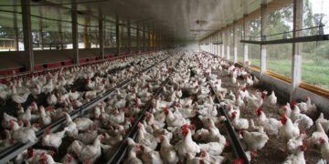Bird Flu Outbreak Halts Brazil Poultry Exports