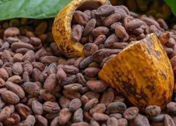 Cocoa Boom Turns Bust as COCOBOD Records Losses Amid Global Price Rally