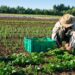 Farming Can Be Profitable—If We Fix This One Big Problem, Says DBG Economist