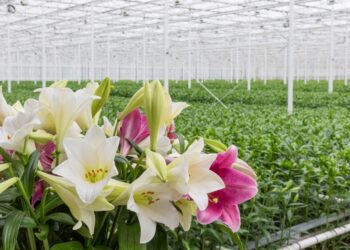 Ghana Gears Up for Landmark Horticulture Expo to Champion Green Growth