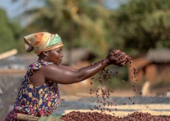 Cocoa farmer