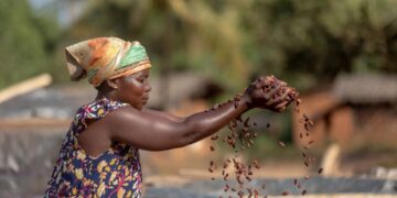 Cocoa farmer