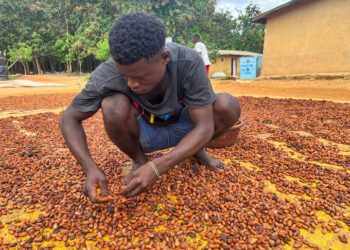 Cold Spell Threatens Ivory Coast Cocoa Harvest