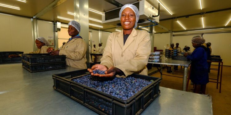Zimbabwe To Begin Blueberry Exports To China