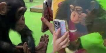 Baby Chimpanzee
