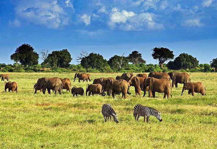 kenya tsavo national park