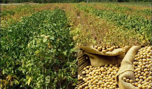 CSIR-SARI’s New High-Yield, Early-Maturing Lines Promise Boost in Farmer Incomes 1 CSIR-SARI’s New High-Yield, Early-Maturing Lines Promise Boost in Farmer Incomes