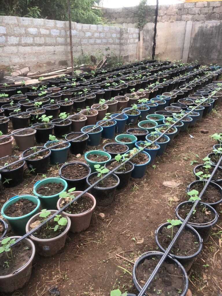 Feed Ghana Program to Support AETA, Ghanaians, and Industries 3 1715073400759