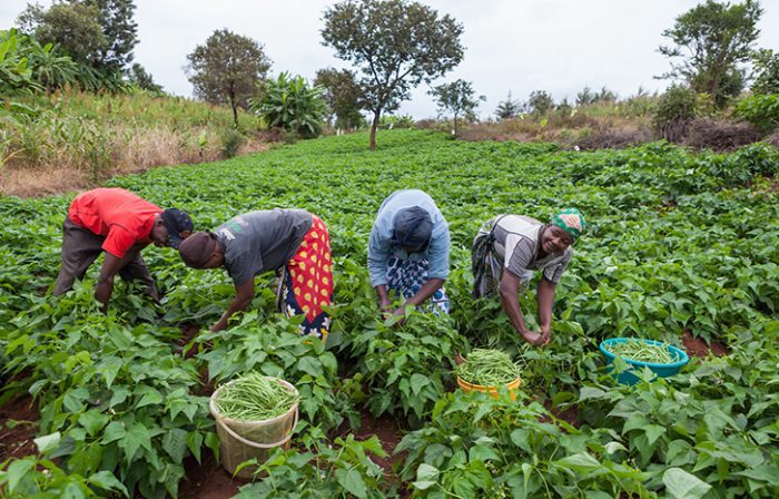 Farmers in Nigeria e1625747568544