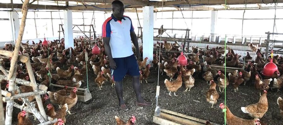 Poultry Farming In Sunyani