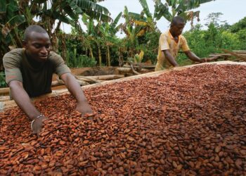 Ghana’s Cocoa Sector Exhumed from Hibernation as Processing Capacity Burgeons 1 about us content 0