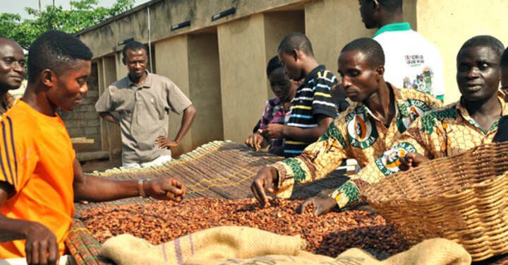 Cocoa Farmers