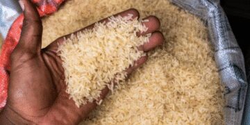 Local Rice